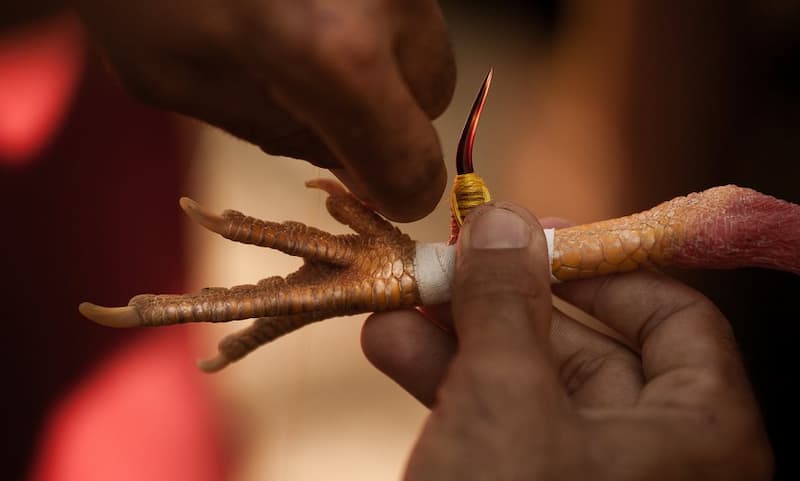 Kỹ thuật chọn giống và huấn luyện đá gà cựa sắt tại 78win