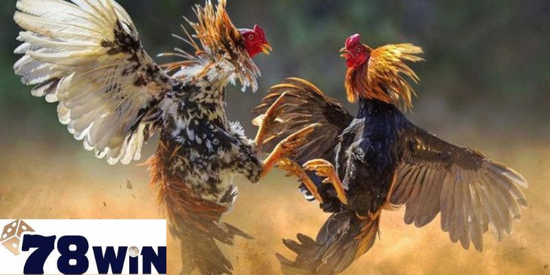 Tìm hiểu thêm thông tin về kèo cược đá gà