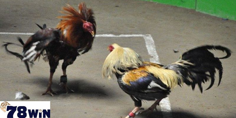 Cách chơi kèo đấu gà hiệu quả cho người mới