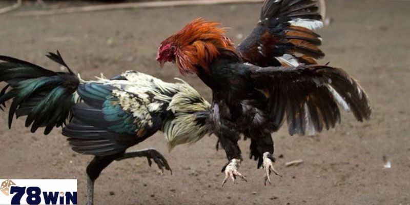 Tìm hiểu thêm một số thông tin về đá gà thomo