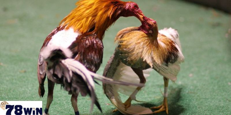 Hiểu thêm các quy định cơ bản trong luật đá gà Thomo